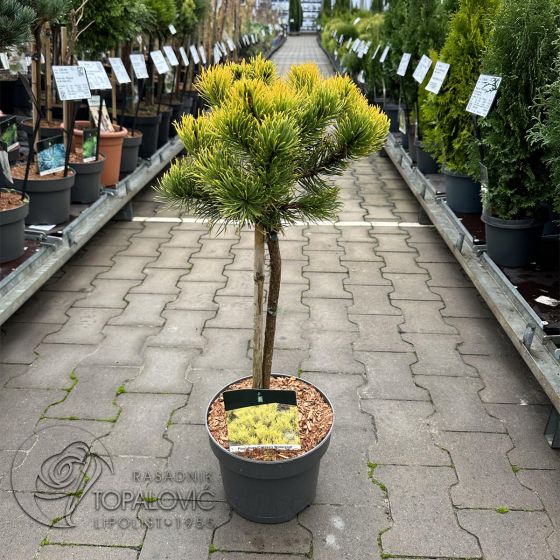Pinus mugo 'Carsten's Winter Gold' • C5 L • Kalem 40 cm
