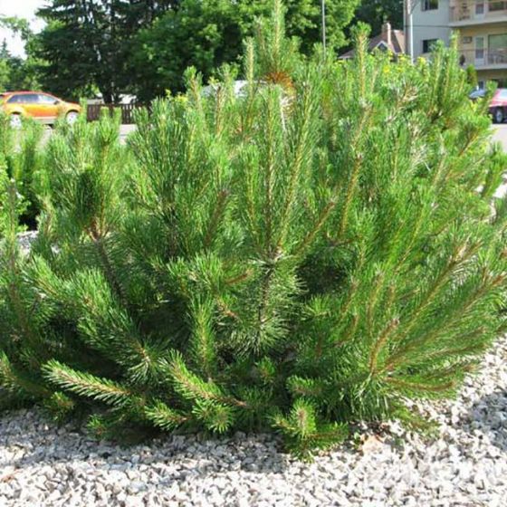 Pinus mugo 'Mughus' • C3 L • 25/30 cm