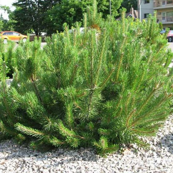 Pinus mugo 'Mughus' • C5 L • 30/40 cm