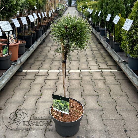Pinus mugo 'Varella' • C5 L • Kalem 40 cm