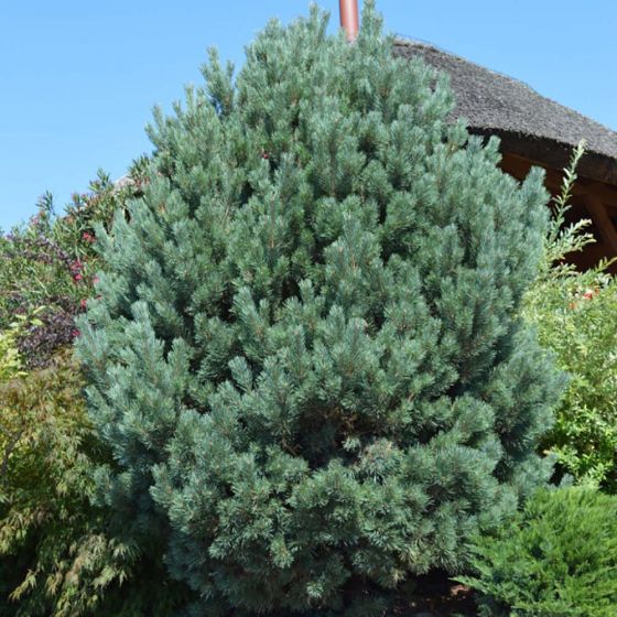 Pinus sylvestris 'Watereri' ( NANA) •  C 55 L•Bonsai