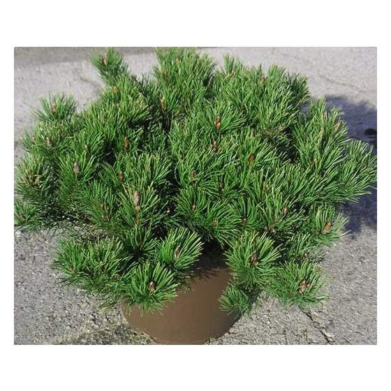 Pinus mugo 'Pumilio' • P15 • 10/15 cm
