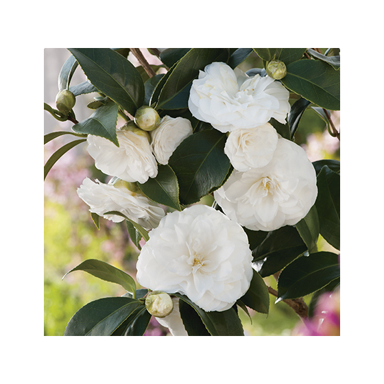 Camellia japonica Purity•  C 3 L • 30/40 cm