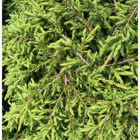 Juniperus com. 'Repanda' • P15 • 30/50 cm