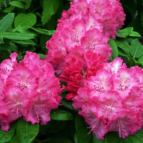 Rhododendron 'Germania' • C5 L • 30/40 cm