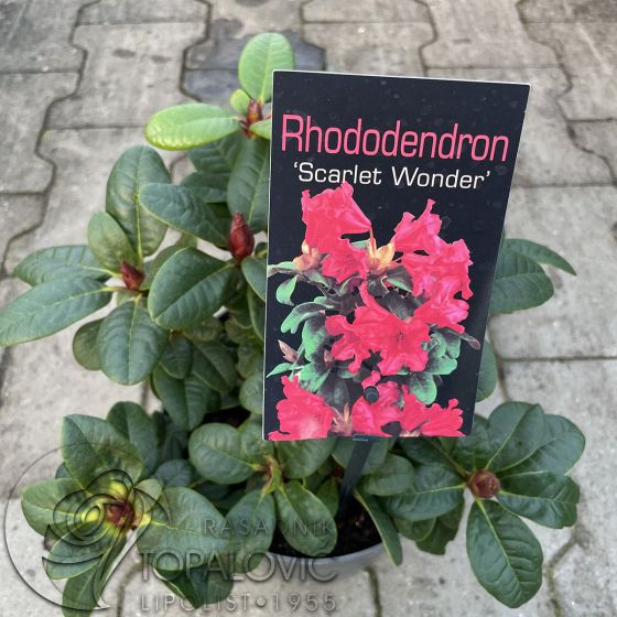 Rhododendron 'Scarlet Wonder' • C2 L • 25/30 cm