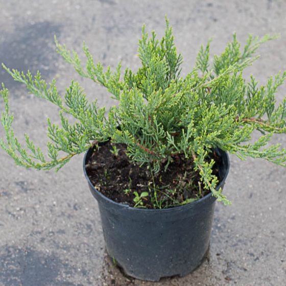 Juniperus sabina 'Rockery Gem' • P15 • 20/25 CM