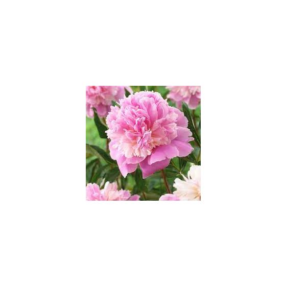 Paeonia lactiflora ‘Sorbet ’  • P 11 • 