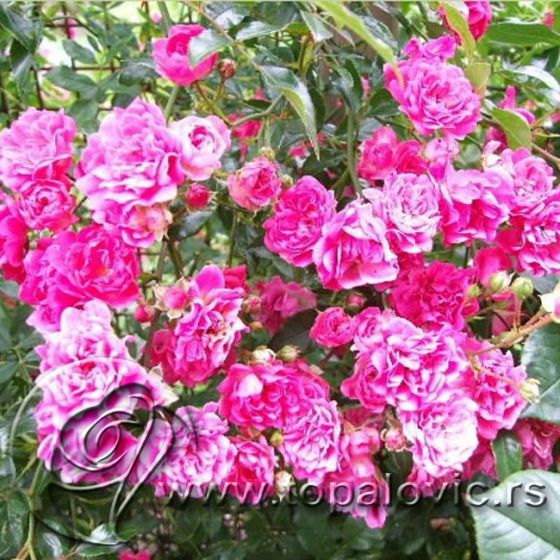 Stablašica - kalem 60 cm -Pink Feri (Pink Fairy ®) 