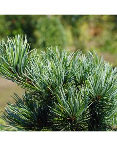 Pinus parviflora 'Negishi'   • C 3 l •  20/25 m