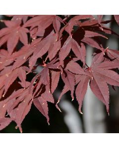 Acer palmatum 'Bloodgood' • C3 • 50/70 cm