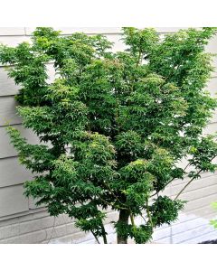 Acer palmatum 'Shishigashira' • C5 L • 20/25 cm