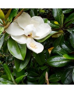 Magnolia grandiflora 'Alta' • C 4 L • 80/100 cm
