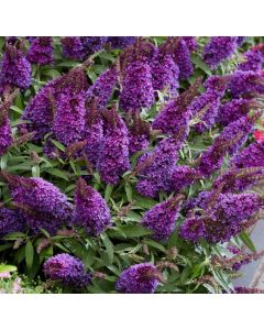 Buddleia davidii 'Butterfly Candy' Little Purple• P 12 • 20/30 cm