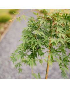 Acer palmatum 'Cascade Emerald'  • C 3 L • 40 cm kalem