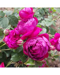 Đulber Šećer (Rosa × damascena)