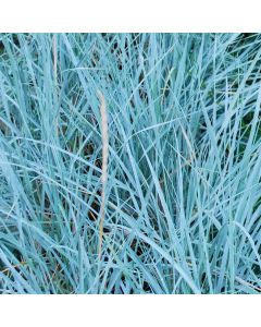 Elymus magellanicus • P 15  •30/40 cm•