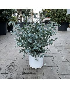 Eucalyptus  'Gunnii • P 15  •  25/30 cm
