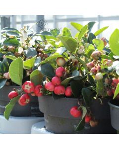 Gaultheria procumbens 'Very Berry' • P12 •12 +  cm