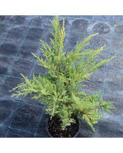 Juniperus x pfitzeriana 'Mordigan Gold' • P15  • 30-50 cm