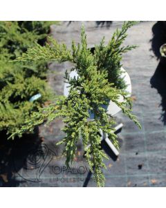 Juniperus sqa. 'Little Joanna' • P 15 • 30/50 cm