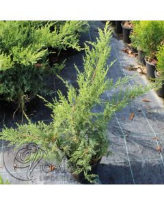 Juniperus sqa. 'Green Star' • P15 • 10/20 cm