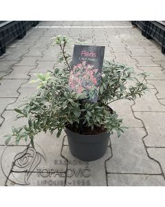 Pieris japonica 'Little Heath'  • C2 L • 20+ cm