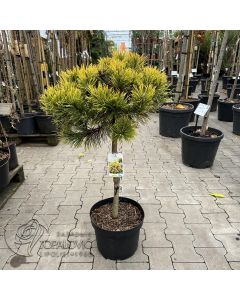 Pinus mugo ' Golden Glow' • C 10 L • kalem 60 cm