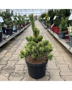 Pinus parviflora 'Aro -Kawa   • C 7,5 l •   40/50cm