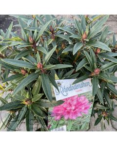 Rhododendron 'Graziella' • C 10 L • 30/40 cm