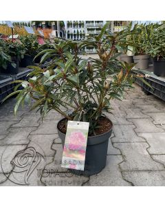 Rhododendron 'Graziella' • C4 L • 30/40 cm