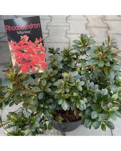 Rhododendron (Azalea) 'Marilee' • C2 L • 25/30cm