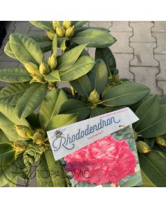 Rhododendron 'Germania' • C10 L •50/60 cm