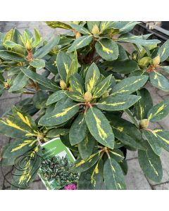 Rhododendron 'Goldflimmer' • C4 L • 30/40 cm