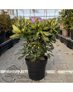 Rhododendron 'Goldflimmer' • C5 L • 30/40 cm