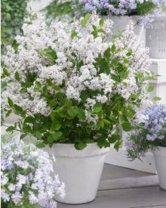 Syringa meyeri Flowerfesta® White • C5  L • kalem 50 cm