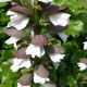 Acanthus 'Morning's Candle' ® • C 2 l • 20-40 cm