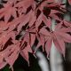 Acer palmatum 'Bloodgood' • C130 L • 250/300 cm