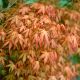 Acer palmatum 'Katsura' •P 10,5  l • 20/25 cm