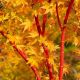 Acer palmatum 'Sango-Kaku' • C15 L • 125/150 cm