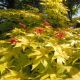 Acer palmatum 'Summergold' • C 3 l• 40/50 cm