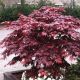 Acer palmatum 'Bloodgood' • C30 L •  150/175 cm