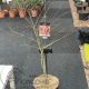 Acer pseud. 'North Wind' ® Jack Frost  • C 15 l • 100/125 cm