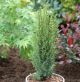 Juniperus com. 'Arnold' •P 15 • 20/30 cm CM