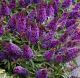Buddleia davidii 'Butterfly Candy' Little Purple•  C 3 l • 35/40 cm