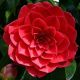 Camellia japonica 'Black Lace' • C7 L • 100/120 cm