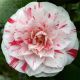 Camellia japonica 'Bonomiana' • C 7 L • 80/100cm