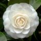 Camellia japonica 'Perfection White' • C7 L • 60/80 cm