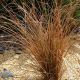 Carex comans 'Bronze'  • P15 • 20/30 cm