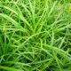 Carex morrowii ‘Irish Green’  • C 2 l • 20/25 cm